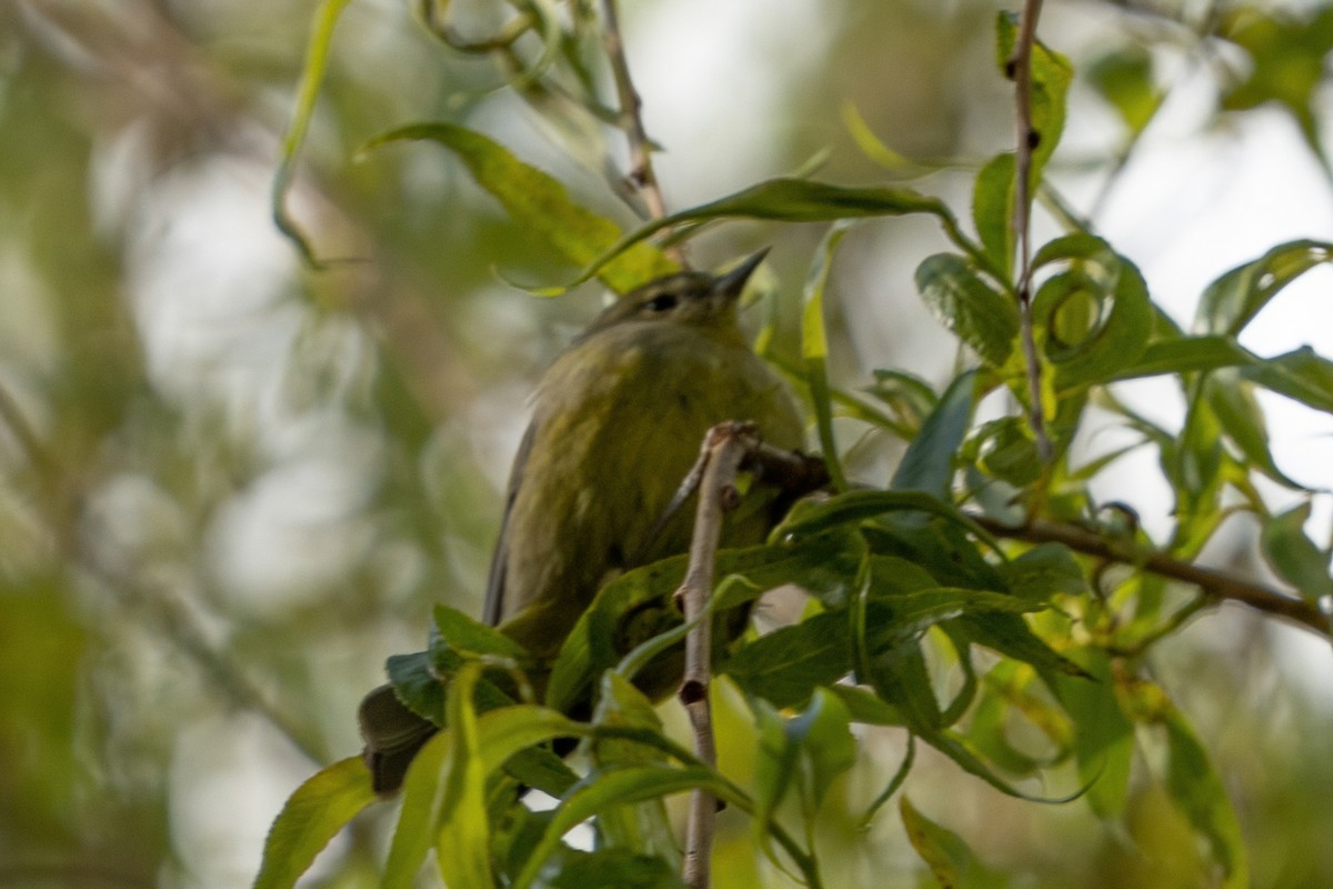 Orange-crowned Warbler - ML446516211