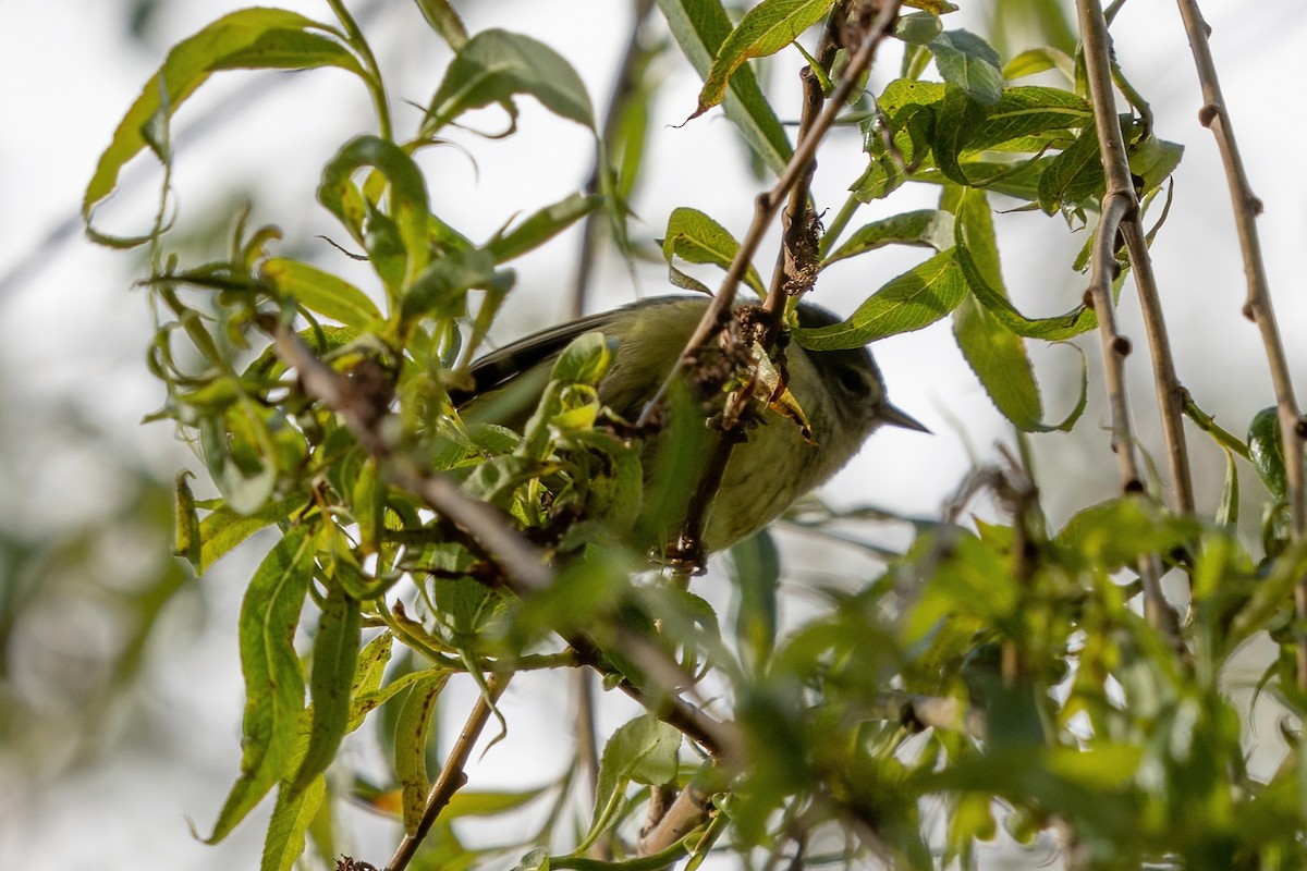 Orange-crowned Warbler - ML446516231