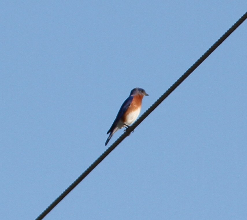 Eastern Bluebird - ML44651811