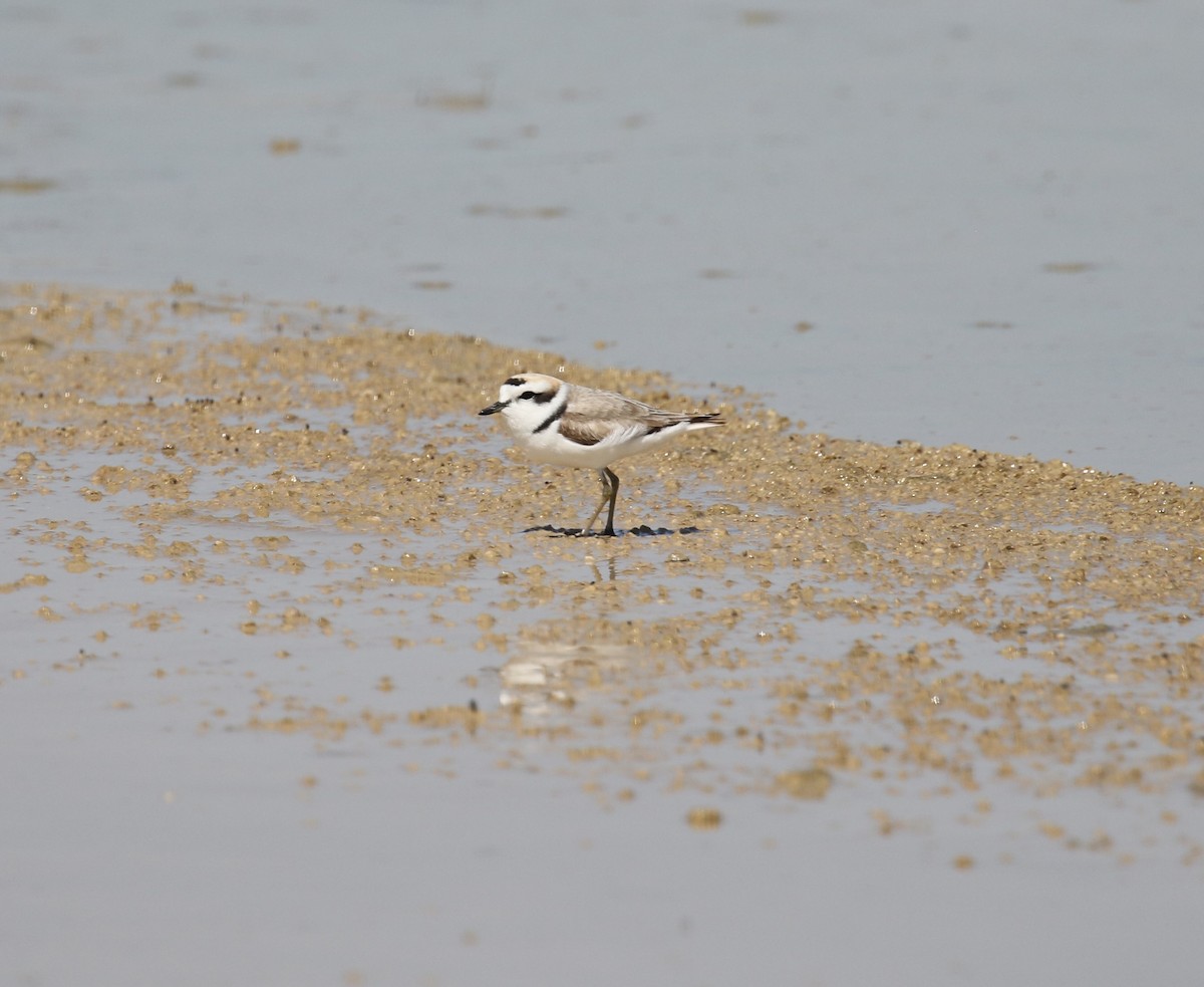 Snowy Plover - ML446519151