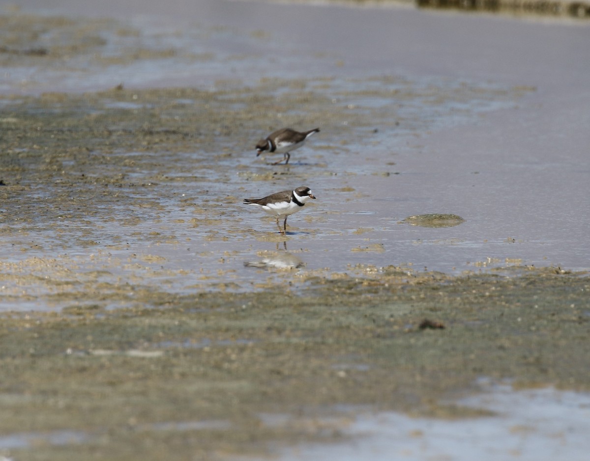 Semipalmated Plover - ML446519231