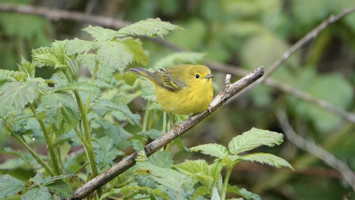 Yellow Warbler - Wink Gross