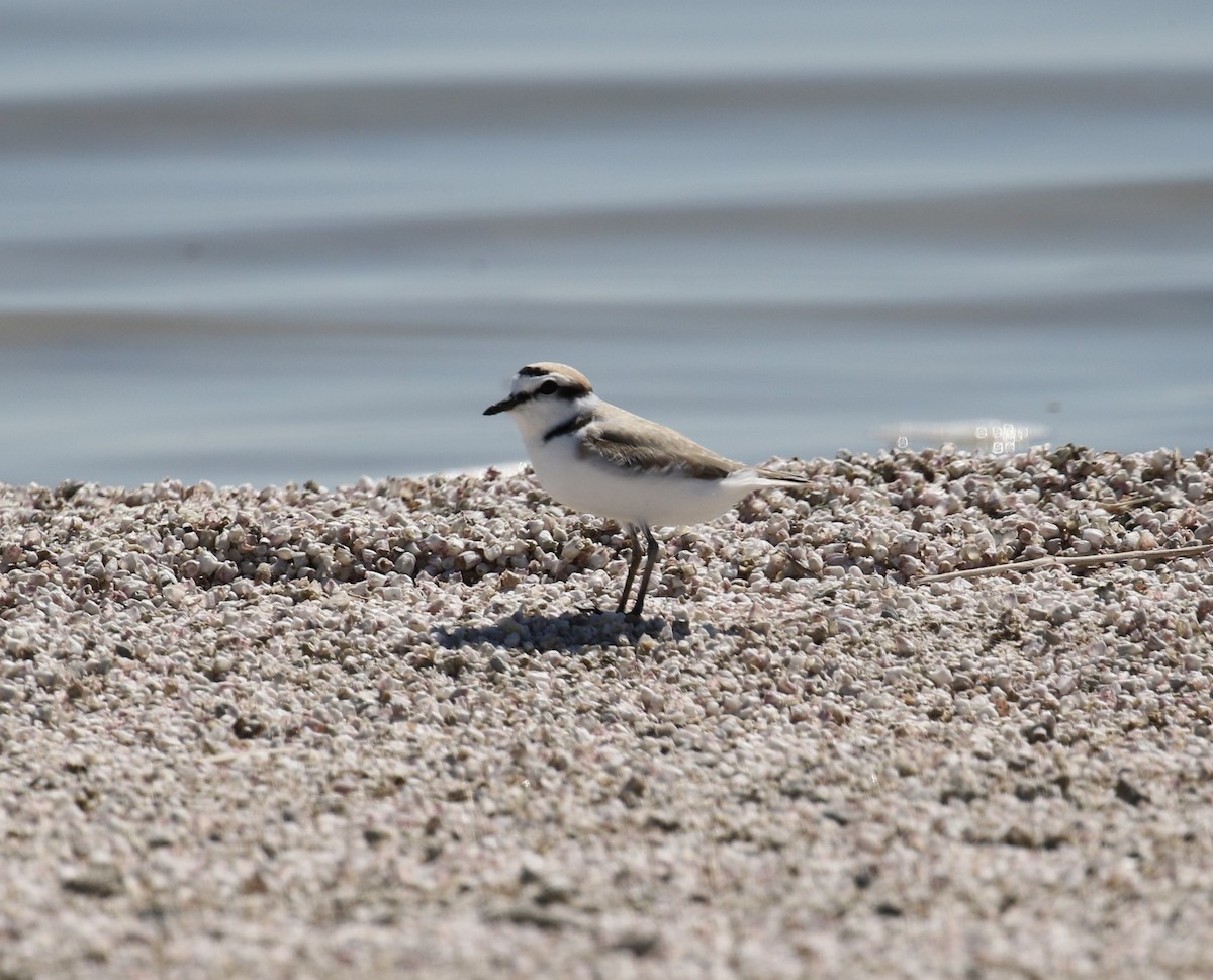 Snowy Plover - ML446519521