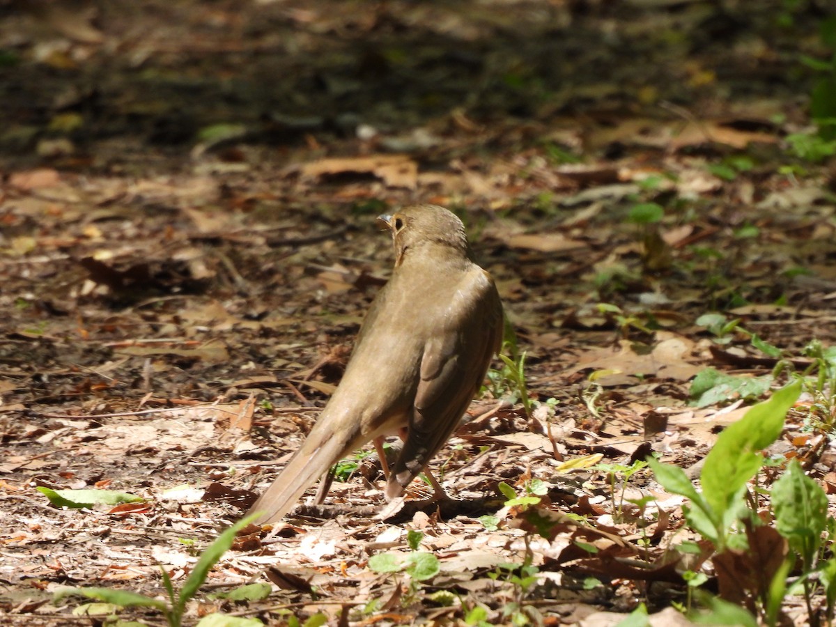 Swainson's Thrush - ML446519631