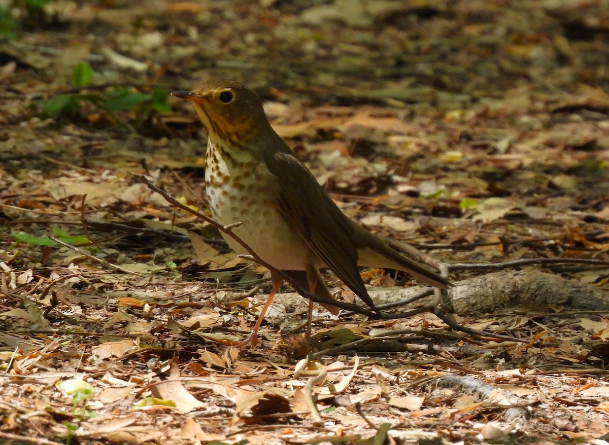 Swainson's Thrush - ML446519641