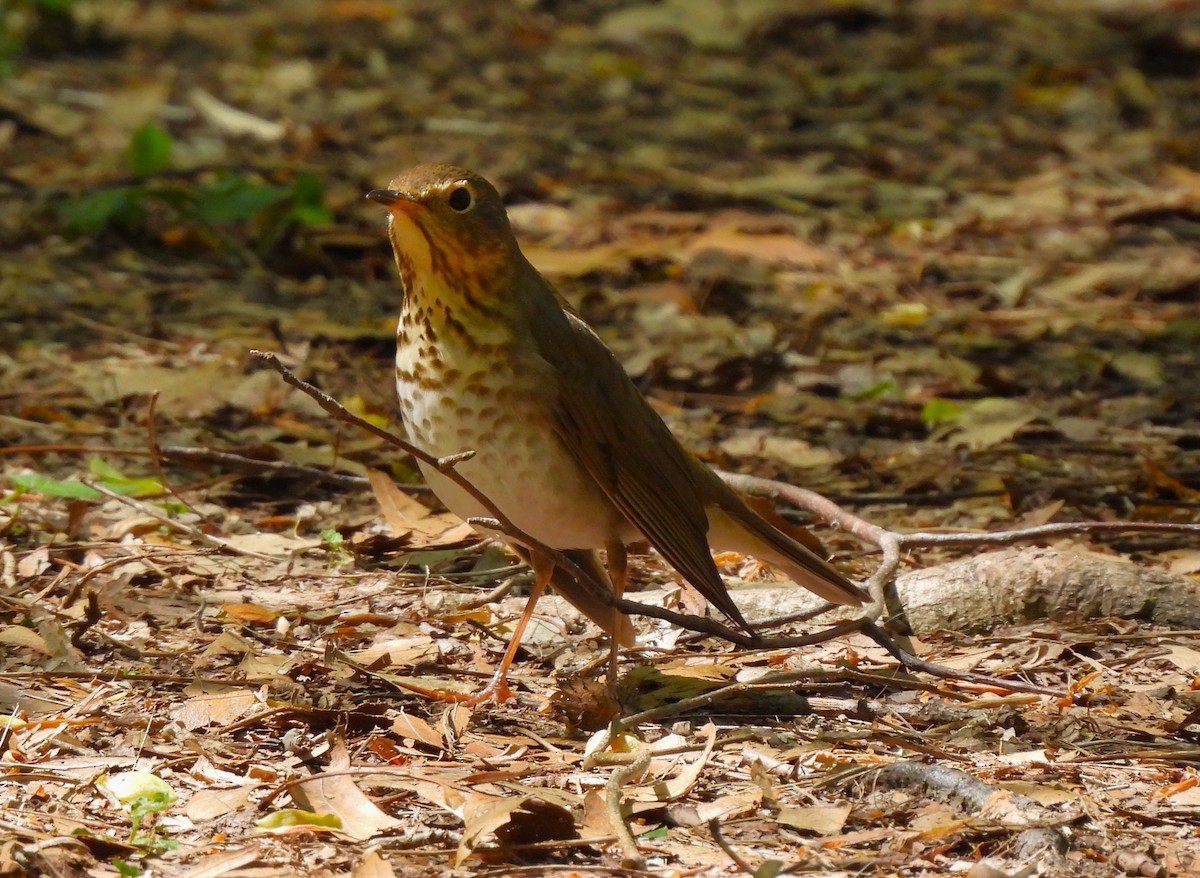 Swainson's Thrush - Jennifer Wilson-Pines