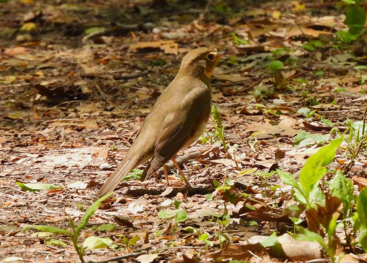 Swainson's Thrush - ML446519771