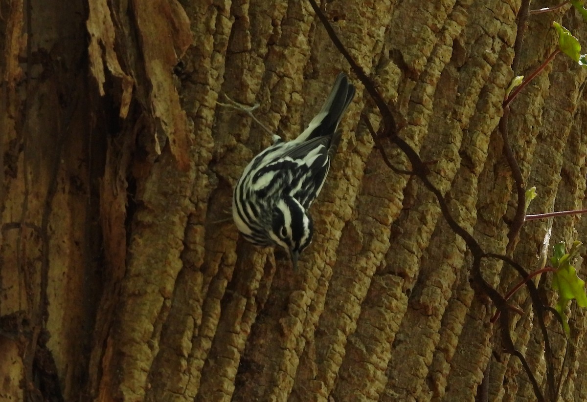 Black-and-white Warbler - ML446519991