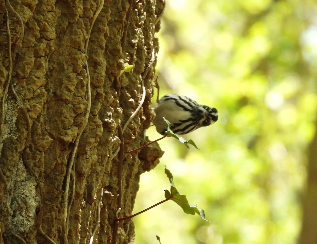 Black-and-white Warbler - ML446520001
