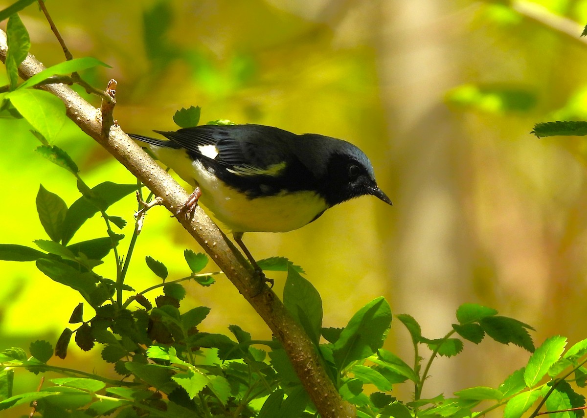 Black-throated Blue Warbler - Jennifer Wilson-Pines