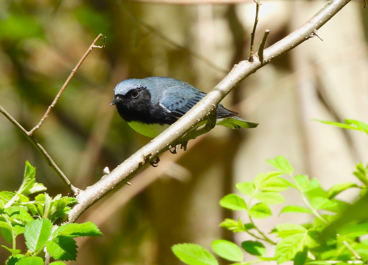 Black-throated Blue Warbler - ML446520371