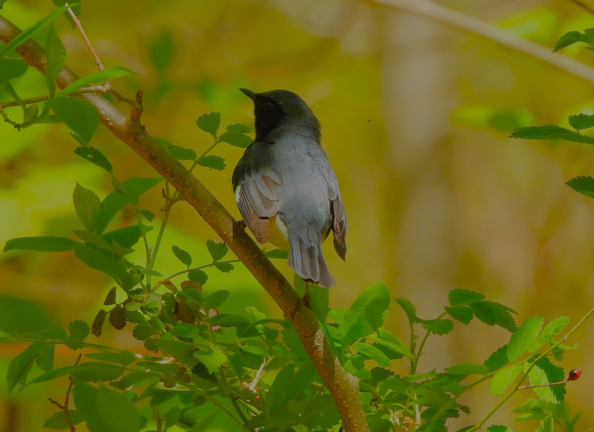 Black-throated Blue Warbler - Jennifer Wilson-Pines