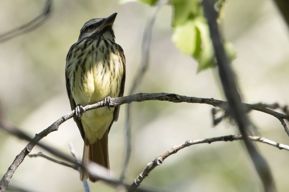 Sulphur-bellied Flycatcher - ML446520591