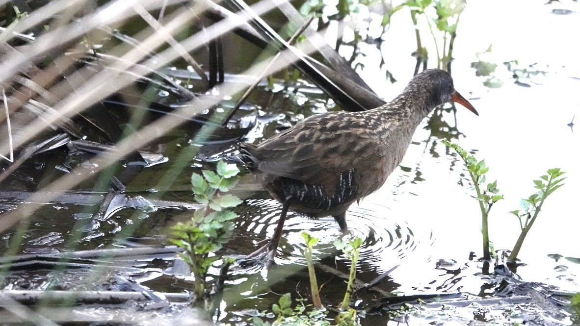 Virginia Rail - ML446521311