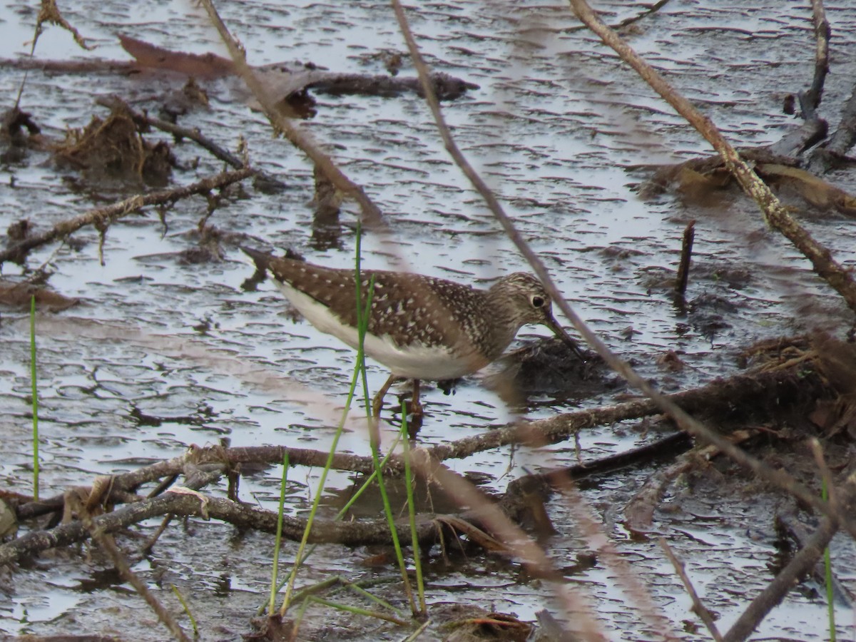 Lesser Yellowlegs - ML446521691