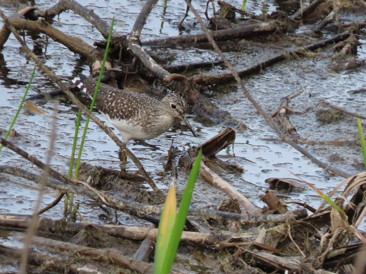 Lesser Yellowlegs - ML446521701