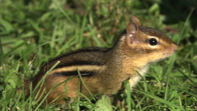 Eastern Chipmunk - ML446522