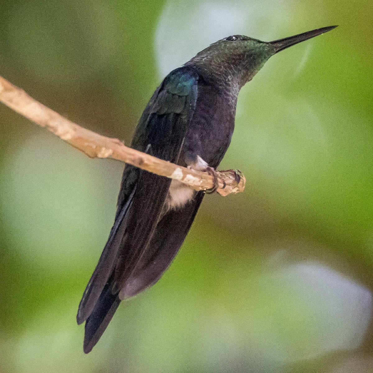 Zafiro Golondrina - ML44652281