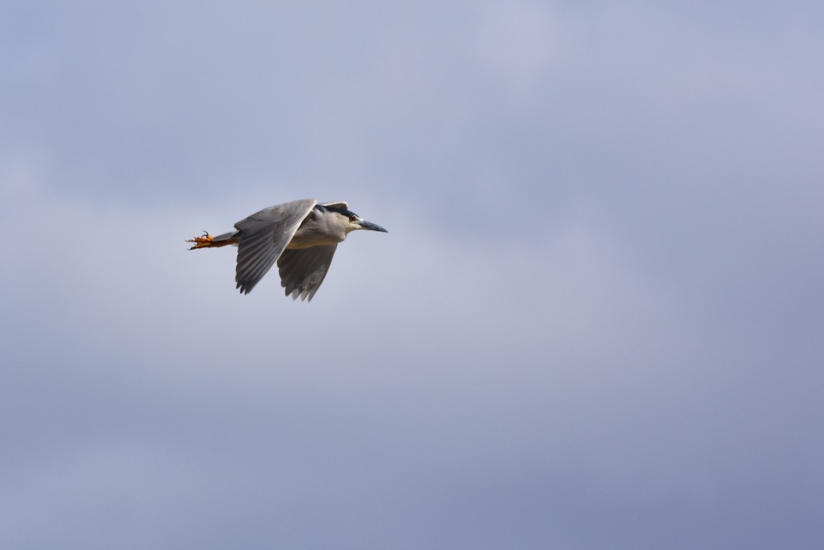 Black-crowned Night Heron - ML446522971