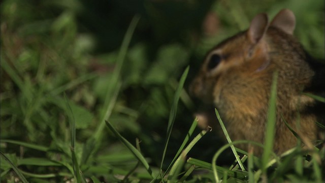 Eastern Chipmunk - ML446523