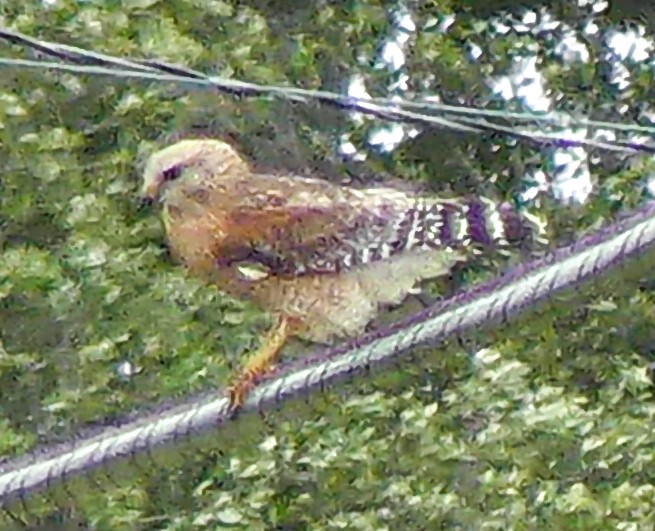 Red-shouldered Hawk - ML446523201