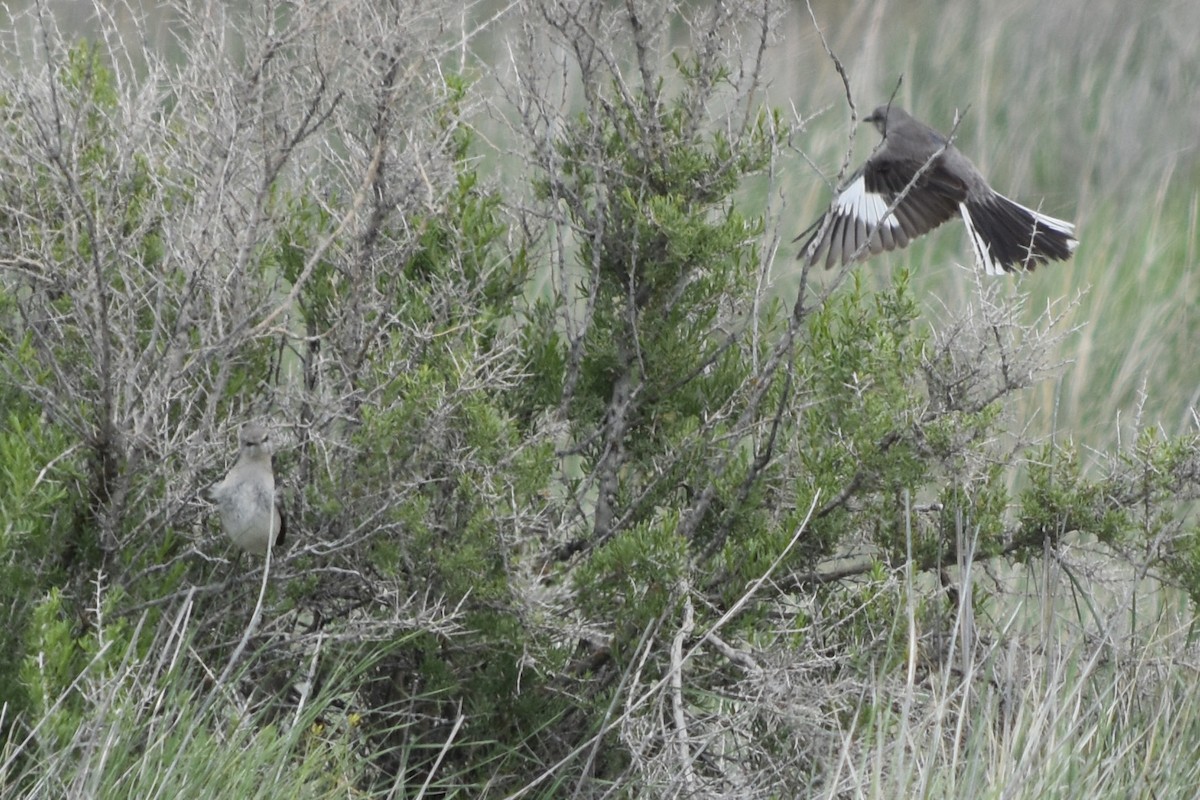 Northern Mockingbird - ML446525331