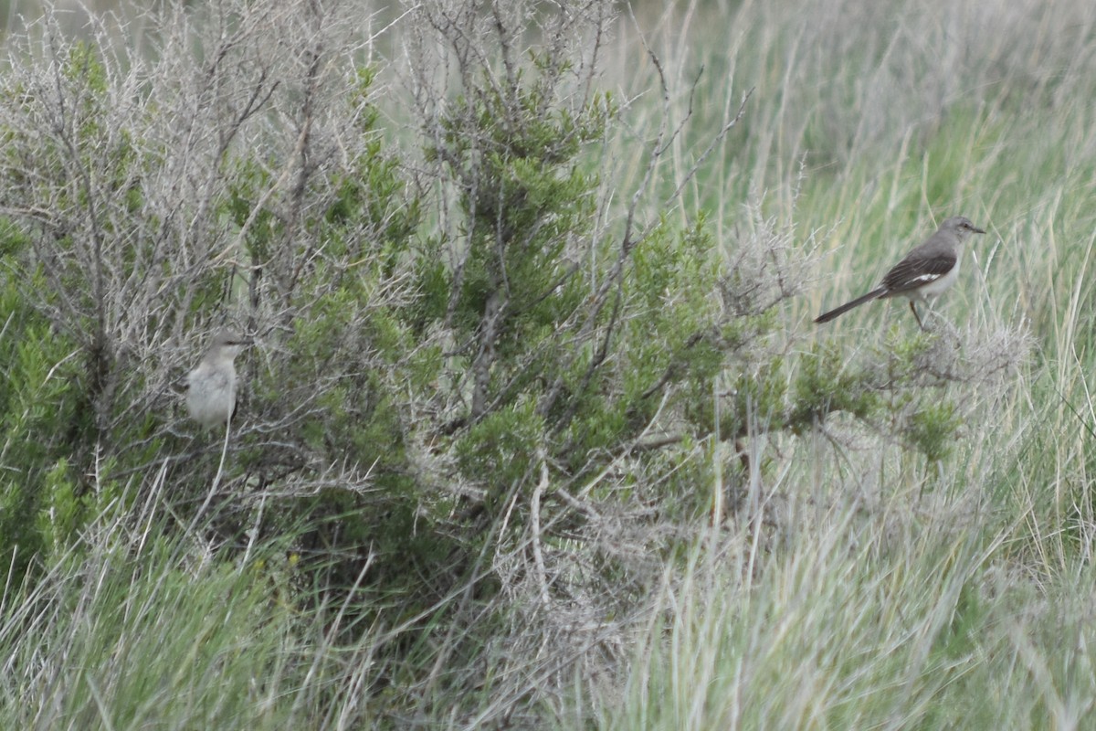 Northern Mockingbird - ML446525461