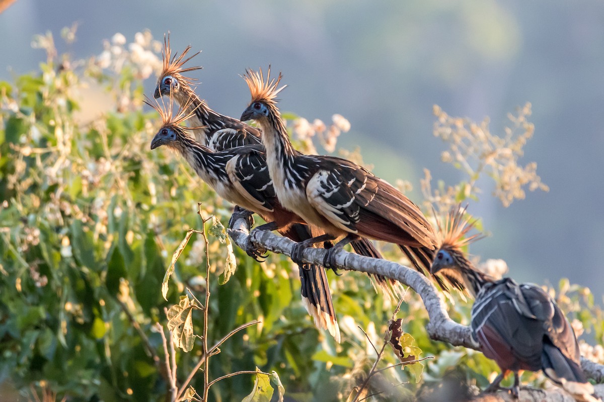 hoatzin - ML44652581