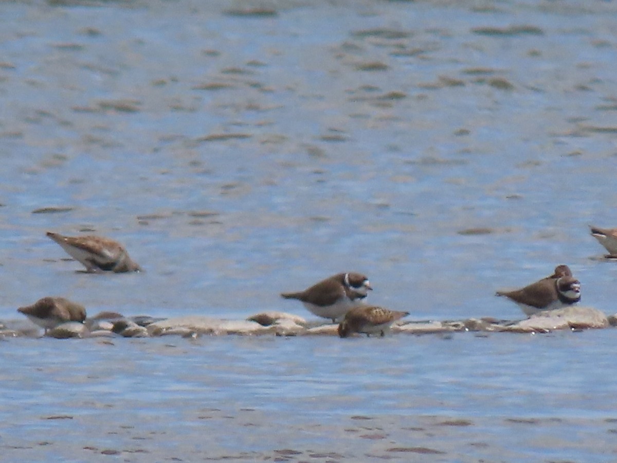 Semipalmated Plover - ML446525951