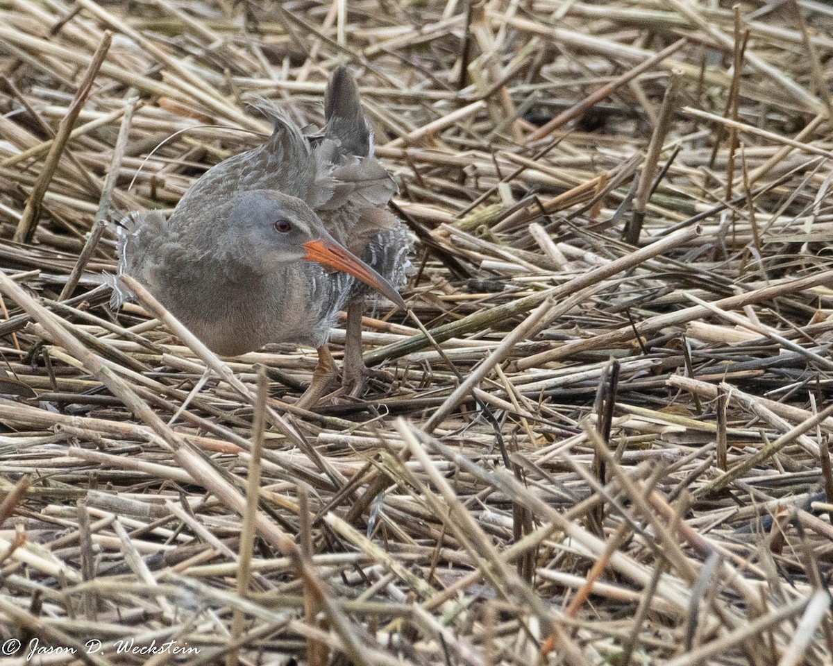 Râle tapageur - ML446526311
