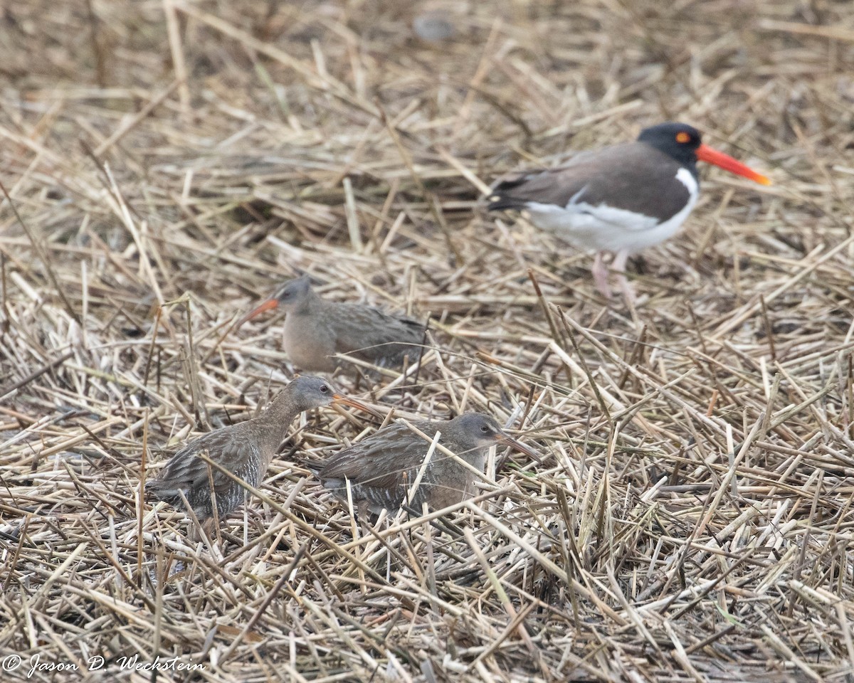 Râle tapageur - ML446526361