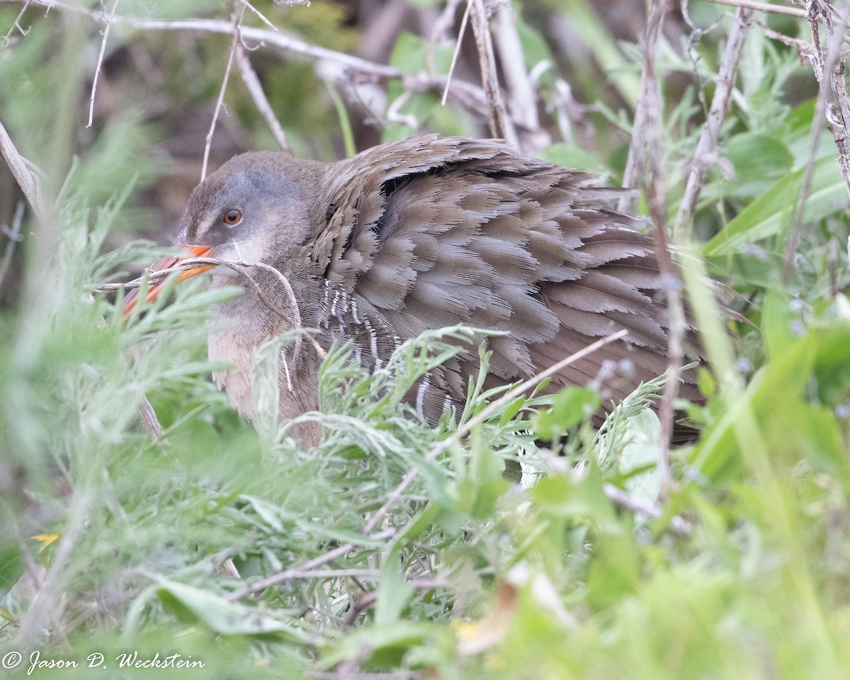 Râle tapageur - ML446526371