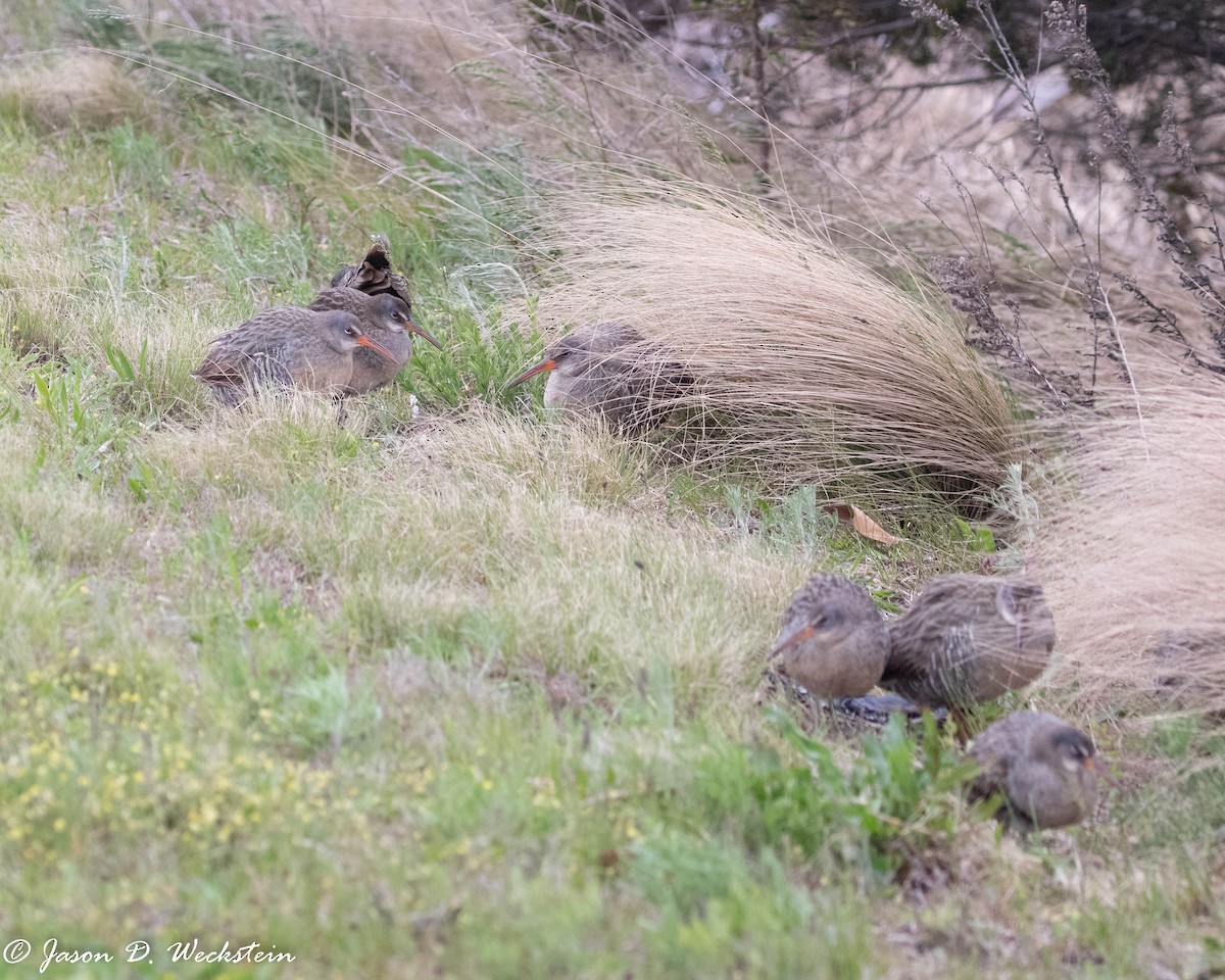 Râle tapageur - ML446526611