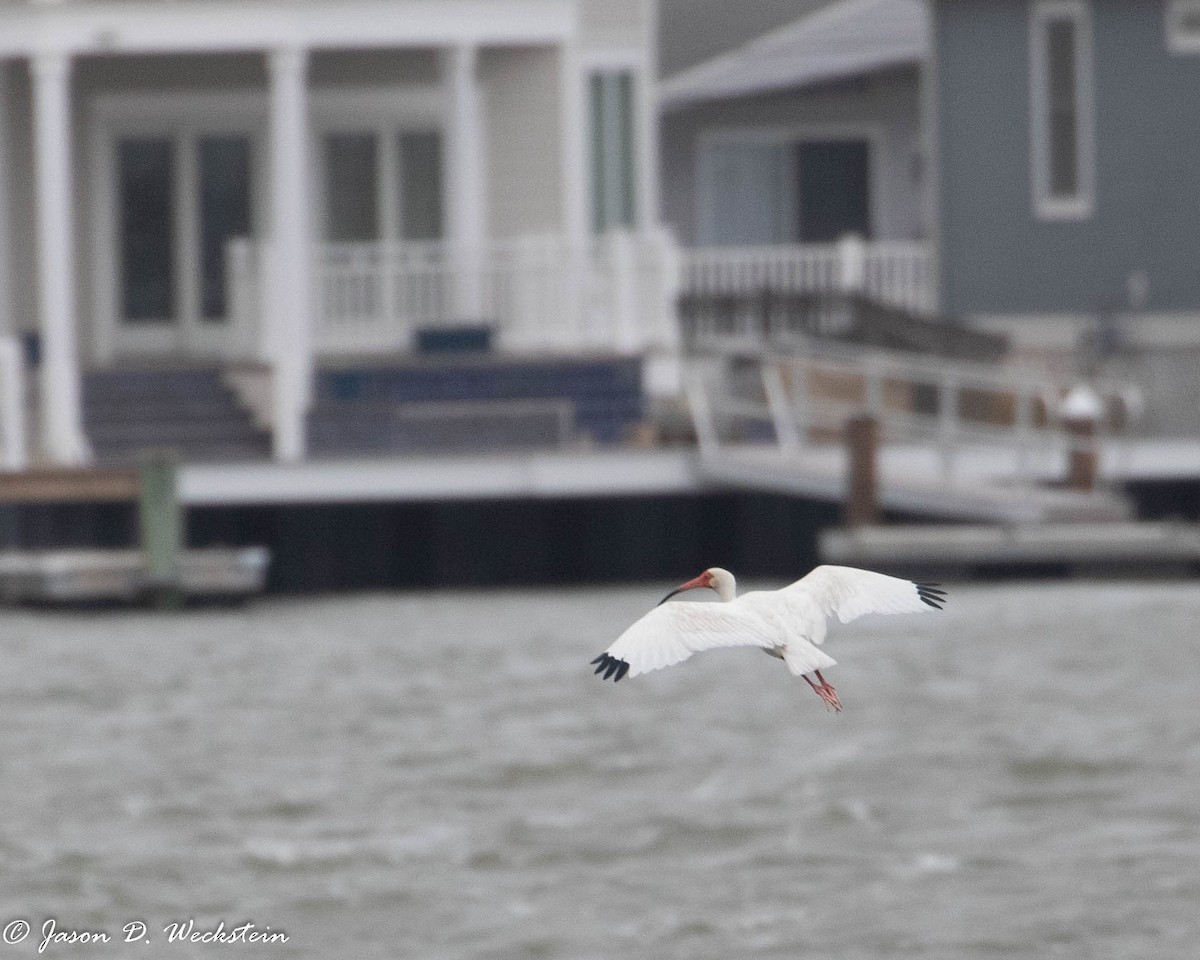 Ibis blanc - ML446526891