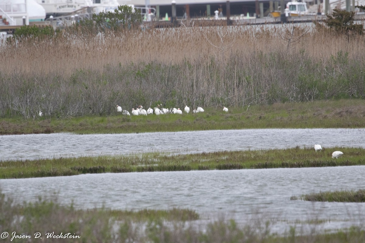 Ibis blanc - ML446526931