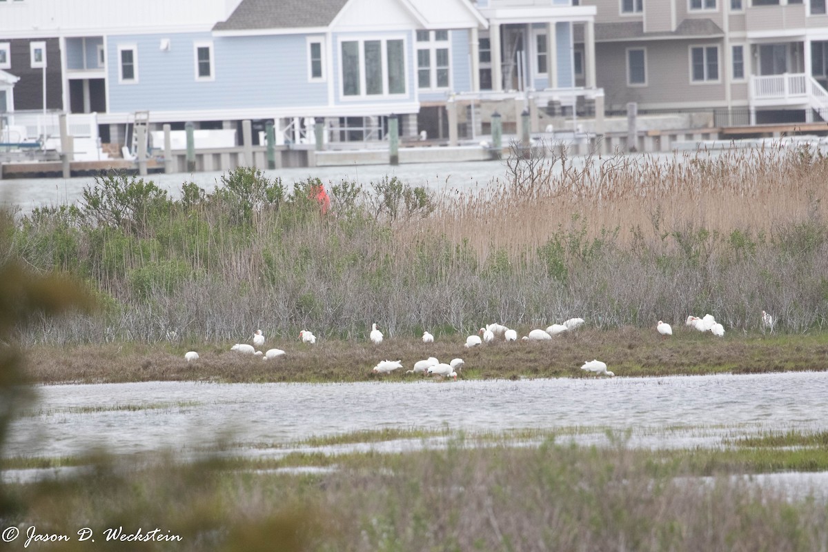 Ibis blanc - ML446526941