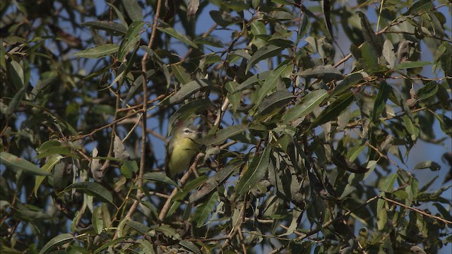 Vireo de Filadelfia - ML446527