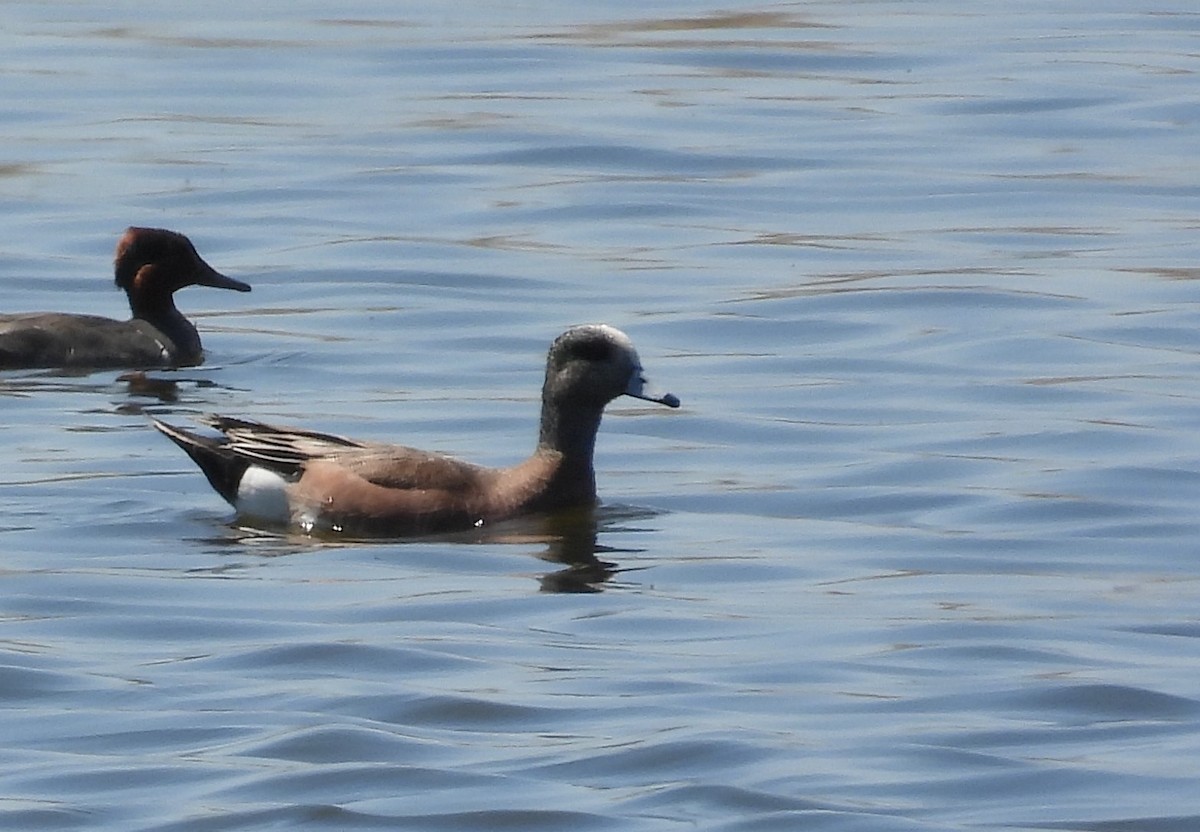 American Wigeon - ML446528301