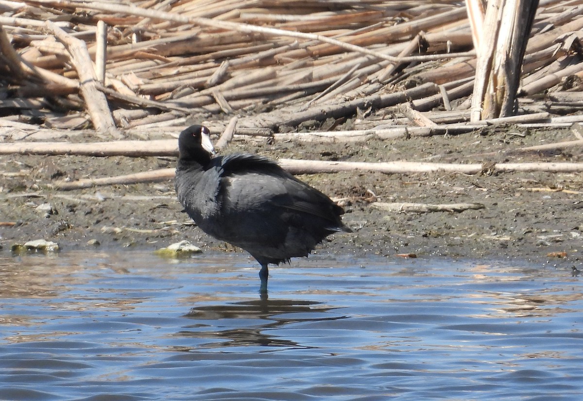 American Coot - ML446528371