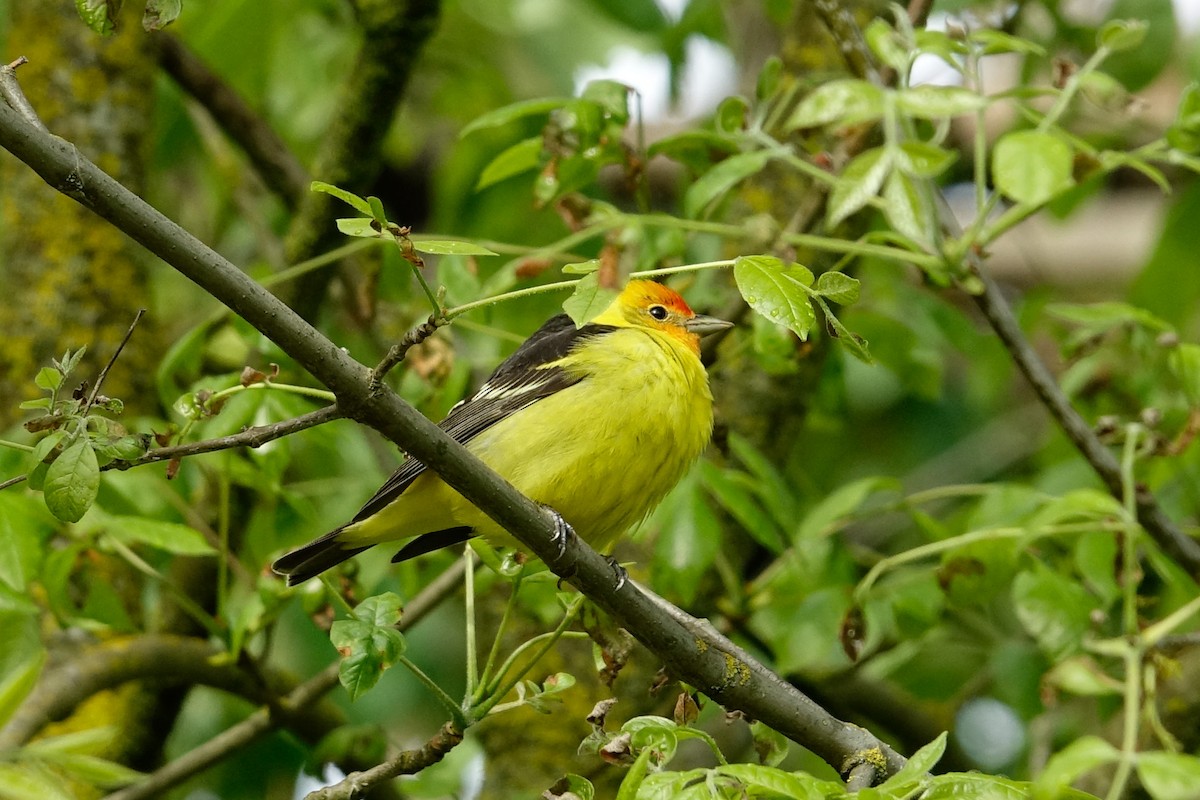 Western Tanager - ML446528761
