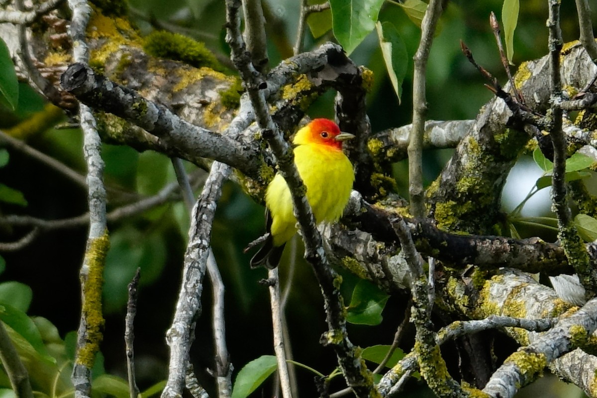 Western Tanager - ML446528771