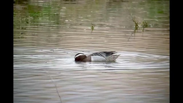 Garganey - ML446529721