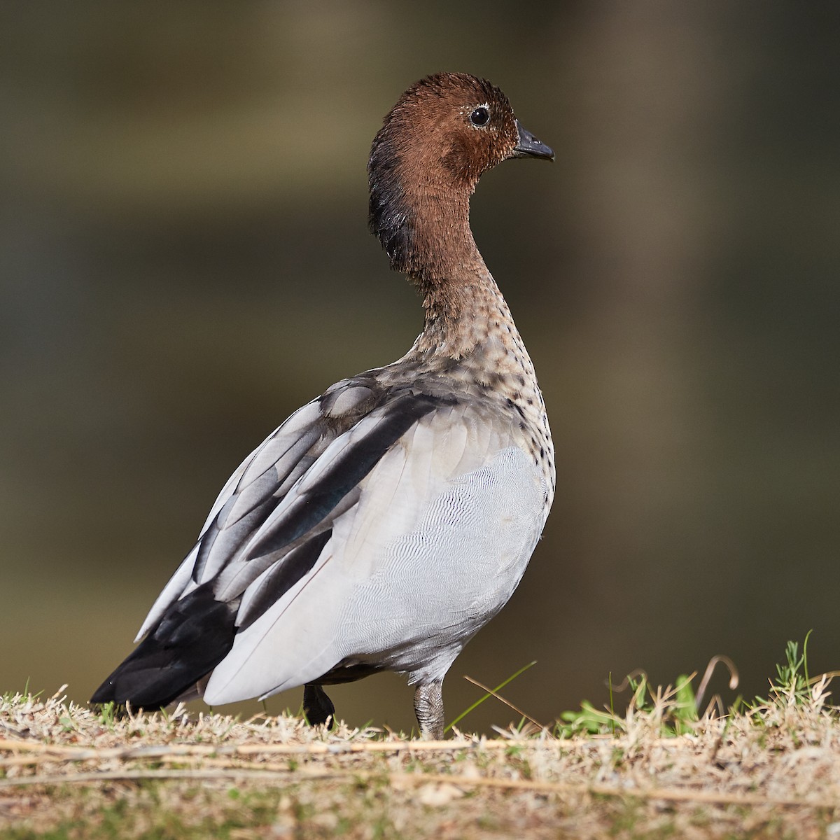 Canard à crinière - ML446532151