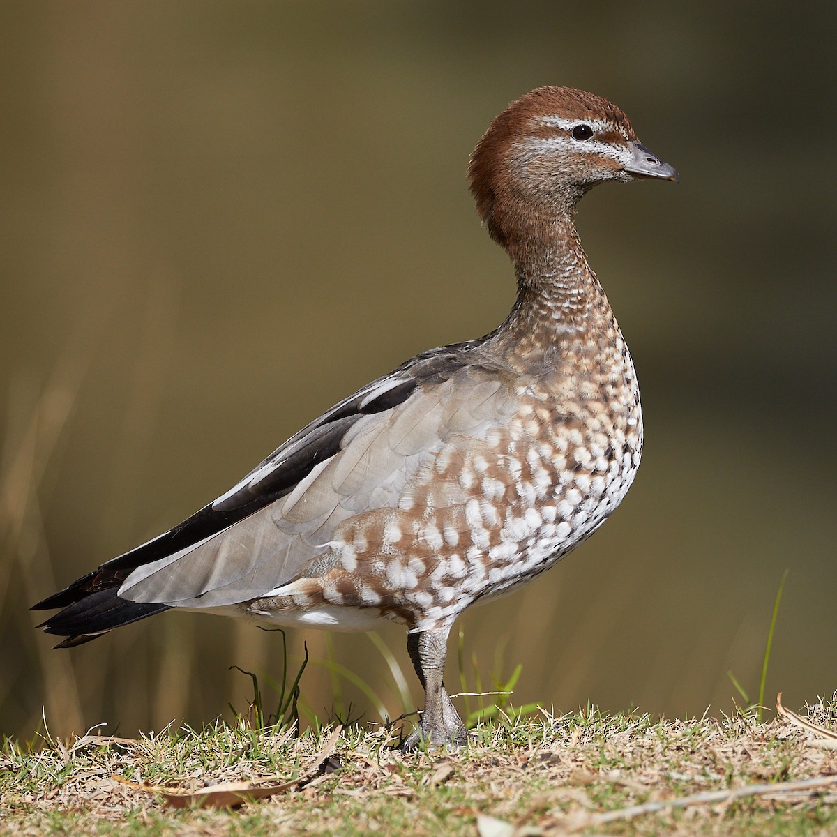 Canard à crinière - ML446532161