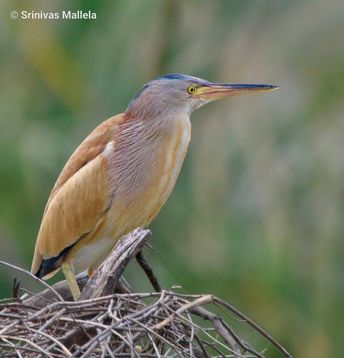 Yellow Bittern - ML446532831