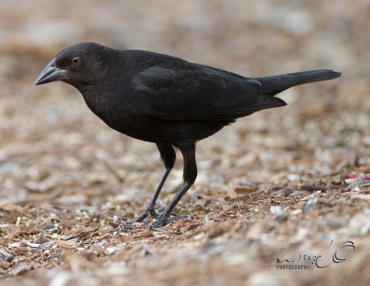 Bronzed Cowbird - Sig Olsen