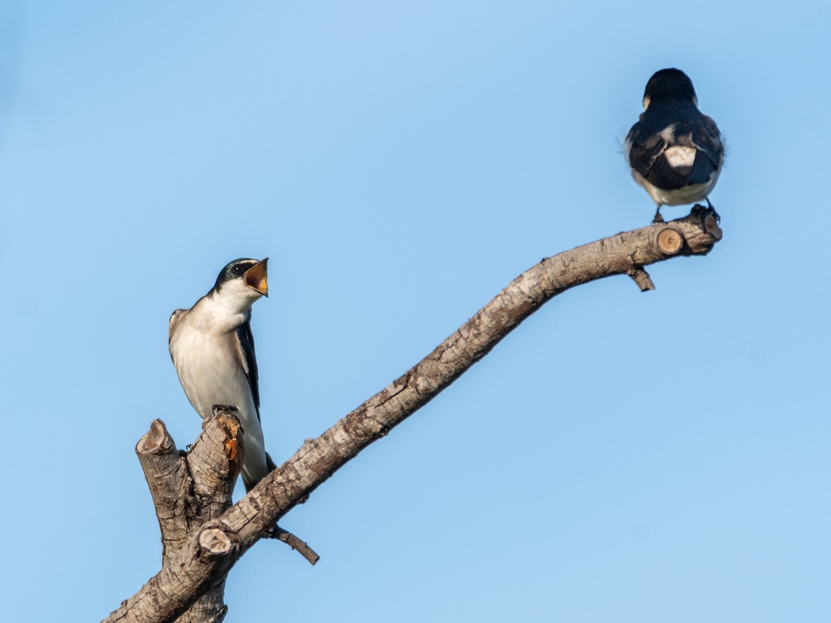 White-rumped Swallow - ML446534301