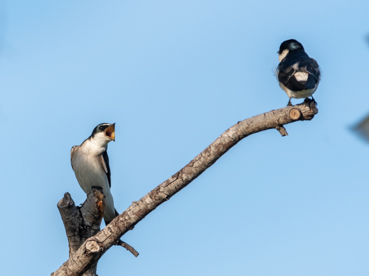 Golondrina Cejiblanca - ML446534331