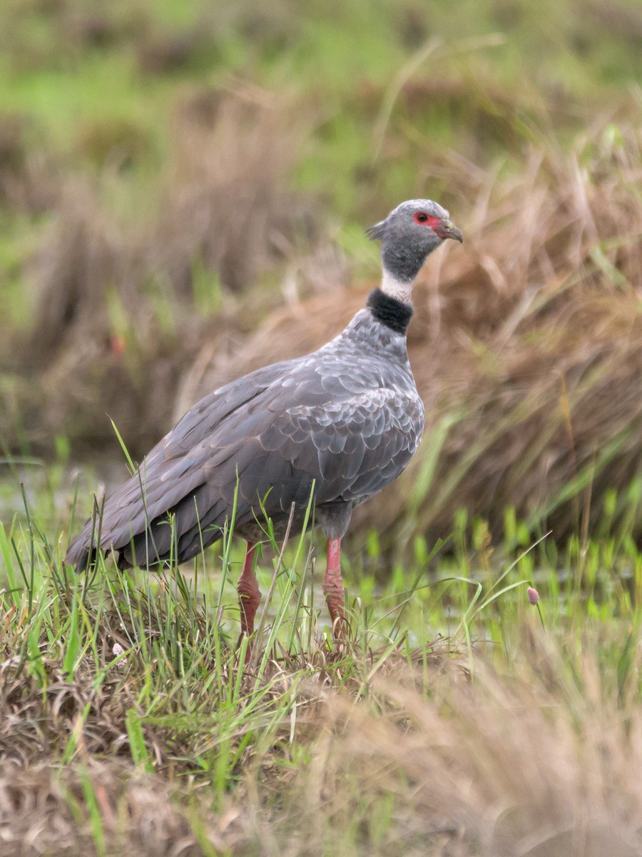 Southern Screamer - ML446534411