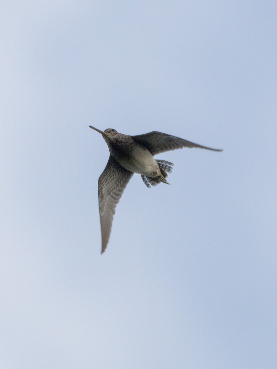 Pantanal Snipe - ML446534611